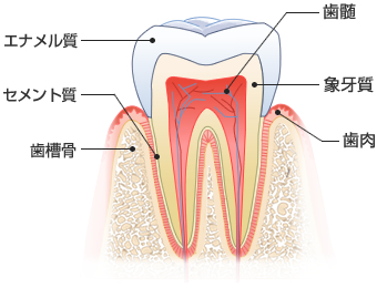 ホワイトニングの仕組み